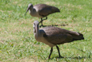 Hadeda Ibis - Kirstenbosch