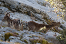 Spanish Ibex