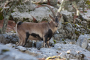 Spanish Ibex