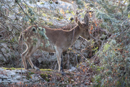 Spanish Ibex