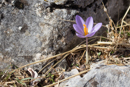 Crocus