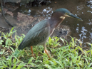 Green Heron - Tortuguero