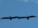 Brown Pelicans - Tortuguero