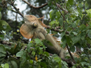 Green Iguana - Tortuguero