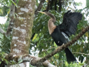 Anhinga  - Tortuguero