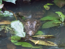 Caiman - Tortuguero