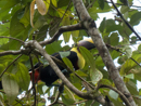 Black-mandibled Toucan - Tortuguero