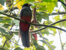 Slaty-tailed Trogon - Tortuguero