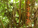 In the forest, Tortuguero national park