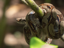 Boa Constrictor - Tortuguero