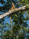 Green Iguana - Tortuguero