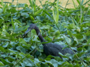 Little Blue Heron - Tortuguero