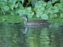 Sungrebe  - Tortuguero