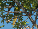 Great Green Macaws - Tortuguero