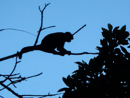 Howler Monkey - Tortuguero