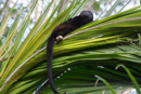 Howler Monkey - Cahuita