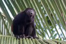 Howler Monkey - Cahuita