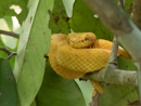 Eyelash Viper - Cahuita