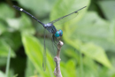 Dragonfly - Cahuita