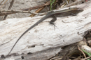 Lizard  - Cahuita