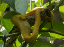 Eyelash Viper - Cahuita