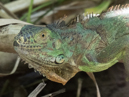 Green Iguana - Sloth Sanctuary