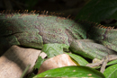 Green Iguana - Sloth Sanctuary