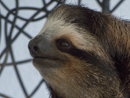 Three-toed Sloth at the Sloth Sanctuary