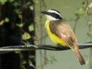 Great Kiskadee - Sloth Sanctuary