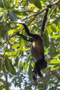 Howler Monkey - Cahuita