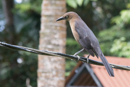 Great-tailed Grackle - Turrialba