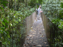 In the forest at Turrialba