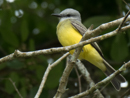 Flycatcher - Villa Florencia