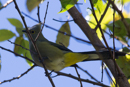 Long-tailed -Silky-flycatcher - Savegre