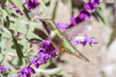 Scintillant Hummingbird - Savegre