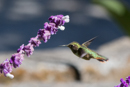 Scintillant Hummingbird - Savegre