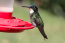 Whitethroated Mountain Gem Hummingbird - Savegre