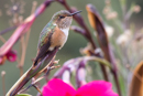 Scintillant Hummingbird - Savegre