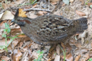 Crested Bobwhite - Savegre