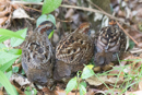 Crested Bobwhites - Savegre