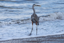 Great Blue Heron - Corcovado