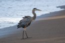 Great Blue Heron - Corcovado