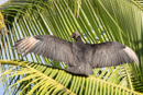 Black Vulture - Corcovado