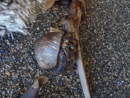 Hermit Crab - Corcovado