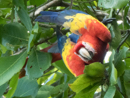 Scarlet Macaw - Corcovado