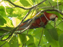 Scarlet Macaw - Corcovado