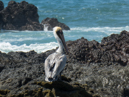 Brown Pelican - Corcovado