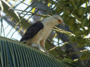 Yellow-headed Caracara - Corcovado