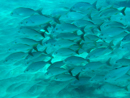 Shoal of fish - Caño Island