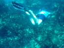 Andy and a turtle - Caño Island